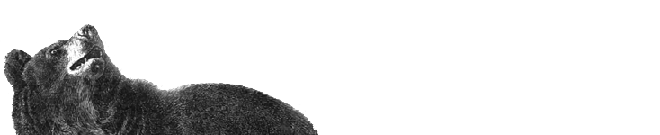 Bear8.com Logo